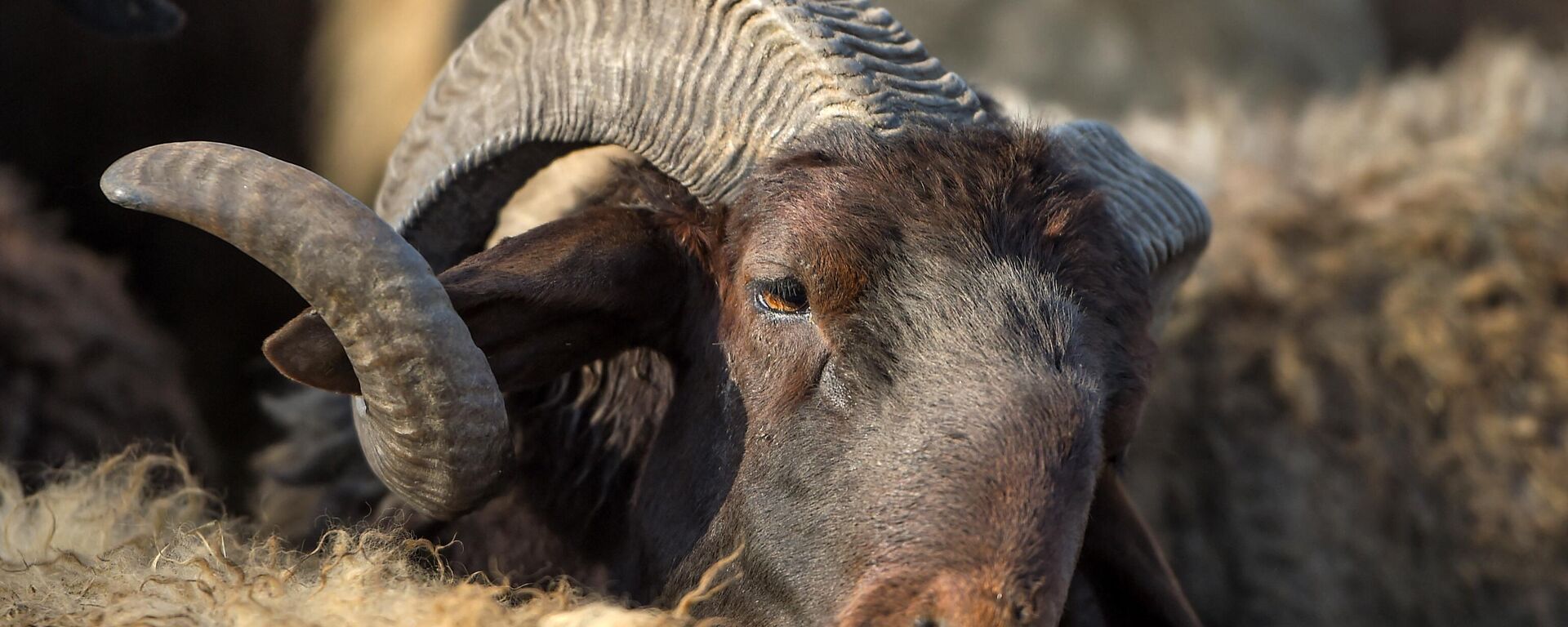 كبش - سبوتنيك عربي, 1920, 26.03.2023