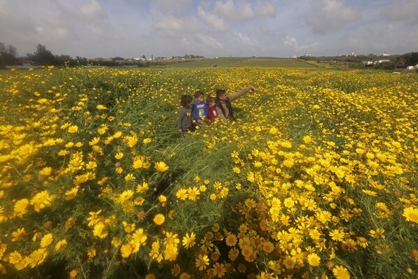 رجل يلتقط صورة سيلفي مع أطفاله وسط حقل من أزهار الأقحوان الصفراء في بداية موسم الربيع شرق مدينة غزة، فلسطين، في 21 مارس 2023. - سبوتنيك عربي