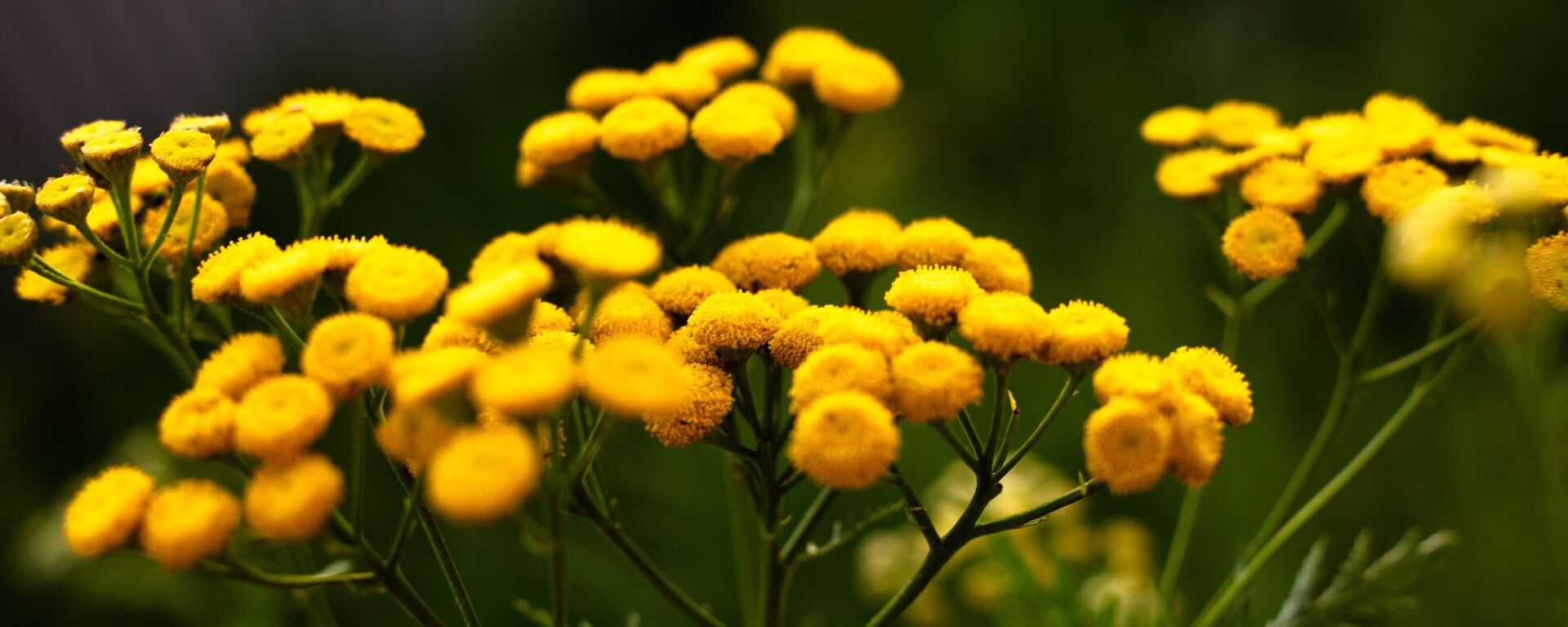  حشيشة الدُود الشائعة أو الطانسة الشائعة أو حشيشة الملكة نبات منشر في الجبال  - سبوتنيك عربي, 1920, 29.03.2023