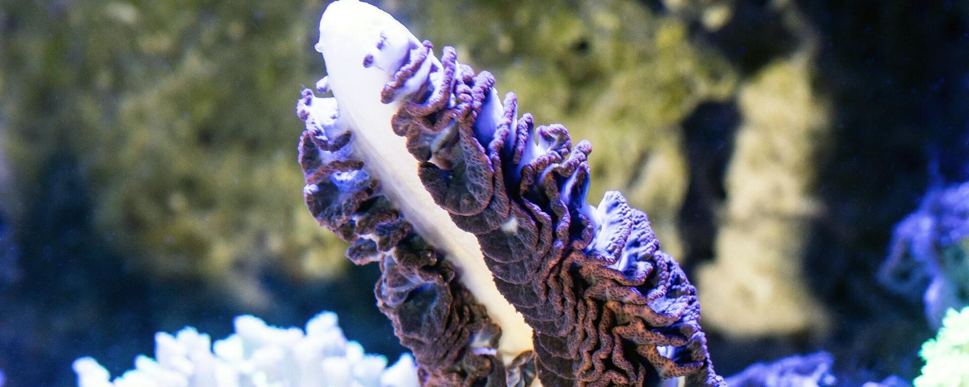 أحد أصناف الكائنات المائية من فصيلة خيار البحر  - سبوتنيك عربي, 1920, 12.04.2023