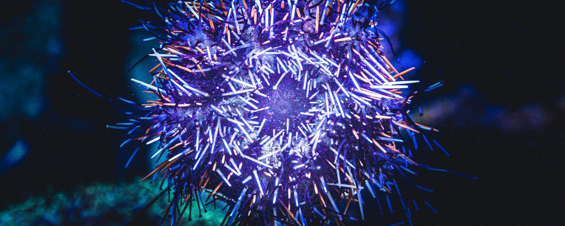 ديدان متشابكة بالمحيط - سبوتنيك عربي, 1920, 28.04.2023