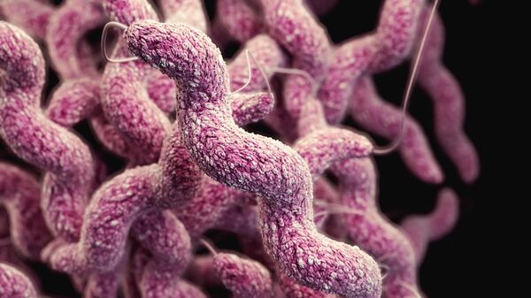 أحد أصناف البكتيريا  - سبوتنيك عربي