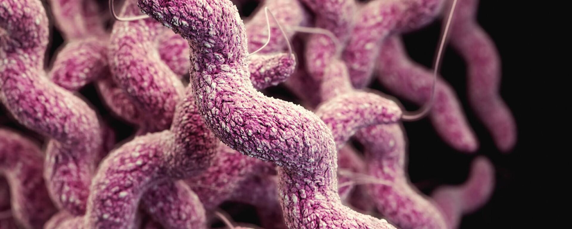 أحد أصناف البكتيريا  - سبوتنيك عربي, 1920, 01.05.2023