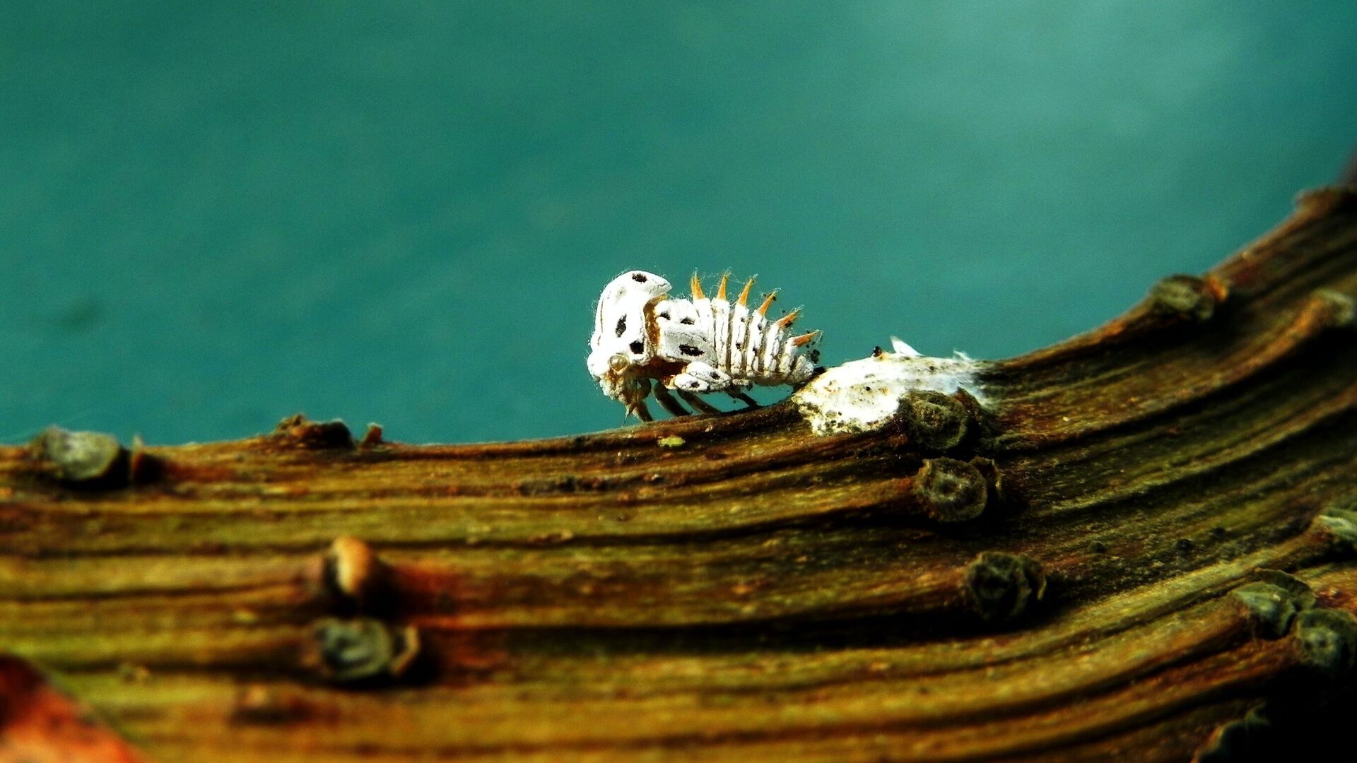 حشرة على غصن شجرة - سبوتنيك عربي, 1920, 05.05.2023