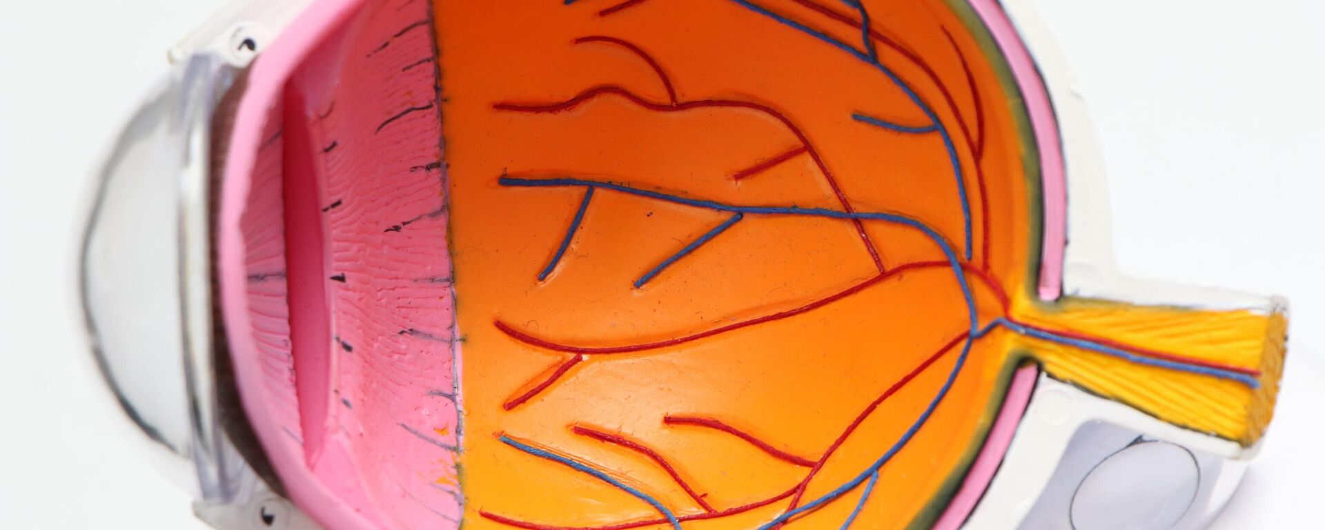 مجسم تشريحي للعين مصمم لأهداف علمية  - سبوتنيك عربي, 1920, 12.05.2023