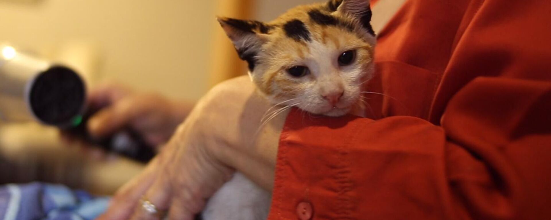  معادي كيتين شيلتر لرعاية القطط الصغيرة - سبوتنيك عربي, 1920, 24.05.2023