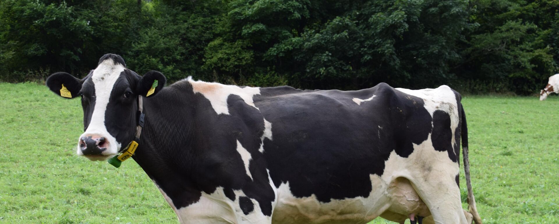 بقرة - سبوتنيك عربي, 1920, 23.09.2025