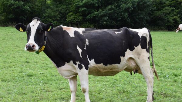 بقرة - سبوتنيك عربي