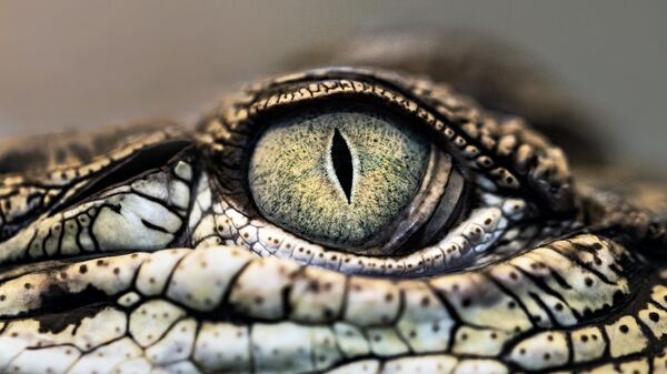 عين تمساح ضخم يسبح في المياه  - سبوتنيك عربي