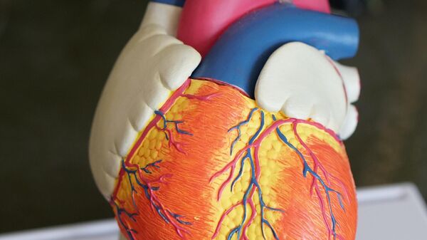 نموذج مجسم لقلب الإنسان مخصص لأهداف علمية  - سبوتنيك عربي