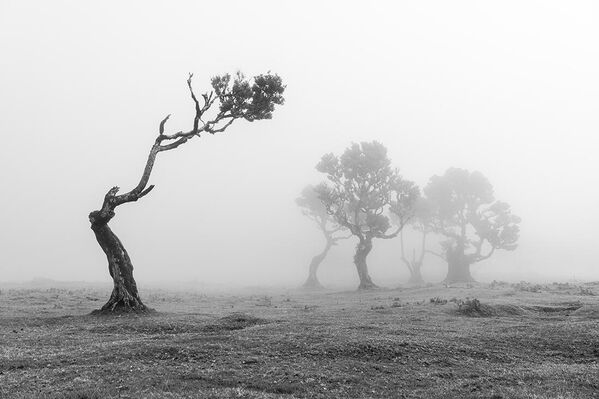 صورة بعنوان "الانفصال" للمصور الهولندي مارك بيلدر، حازت على المركز الأول في فئة المناظر الطبيعية الفردية من جوائز مونوفيجن للتصوير الفوتوغرافي بالأبيض والأسود 2023 - سبوتنيك عربي