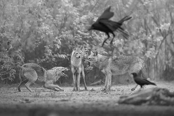 صورة بعنوان "حافظ على المسافة" للمصور الهندي بايجو باتيل، حازت على المركز الثاني في فئة "صورة فردية للطبيعة" ضمن جوائز مونوفيجن للتصوير الفوتوغرافي بالأبيض والأسود 2023 - سبوتنيك عربي