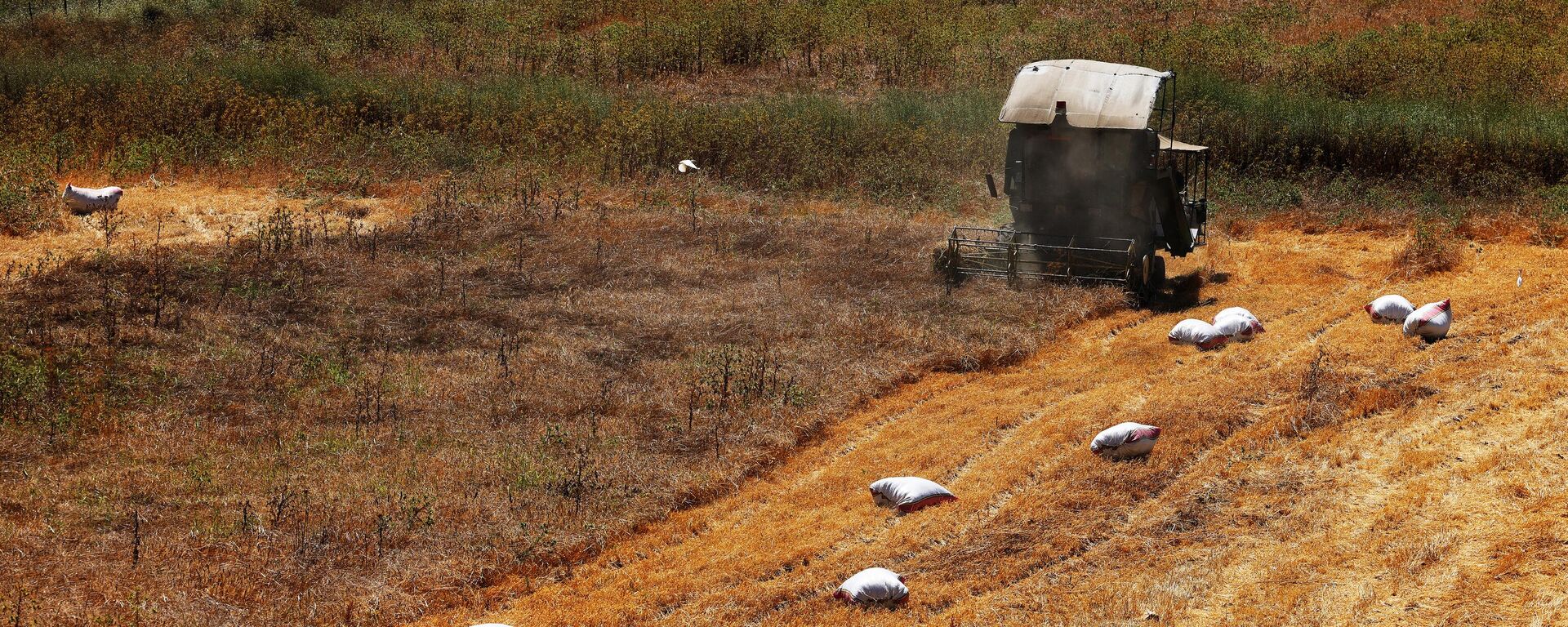 مزارعون يحصدون محاصيلهم في سهل الخيام جنوب لبنان ، مقابل بلدة المطلة شمال إسرائيل في 21 يوليو 2023. - سبوتنيك عربي, 1920, 03.09.2023