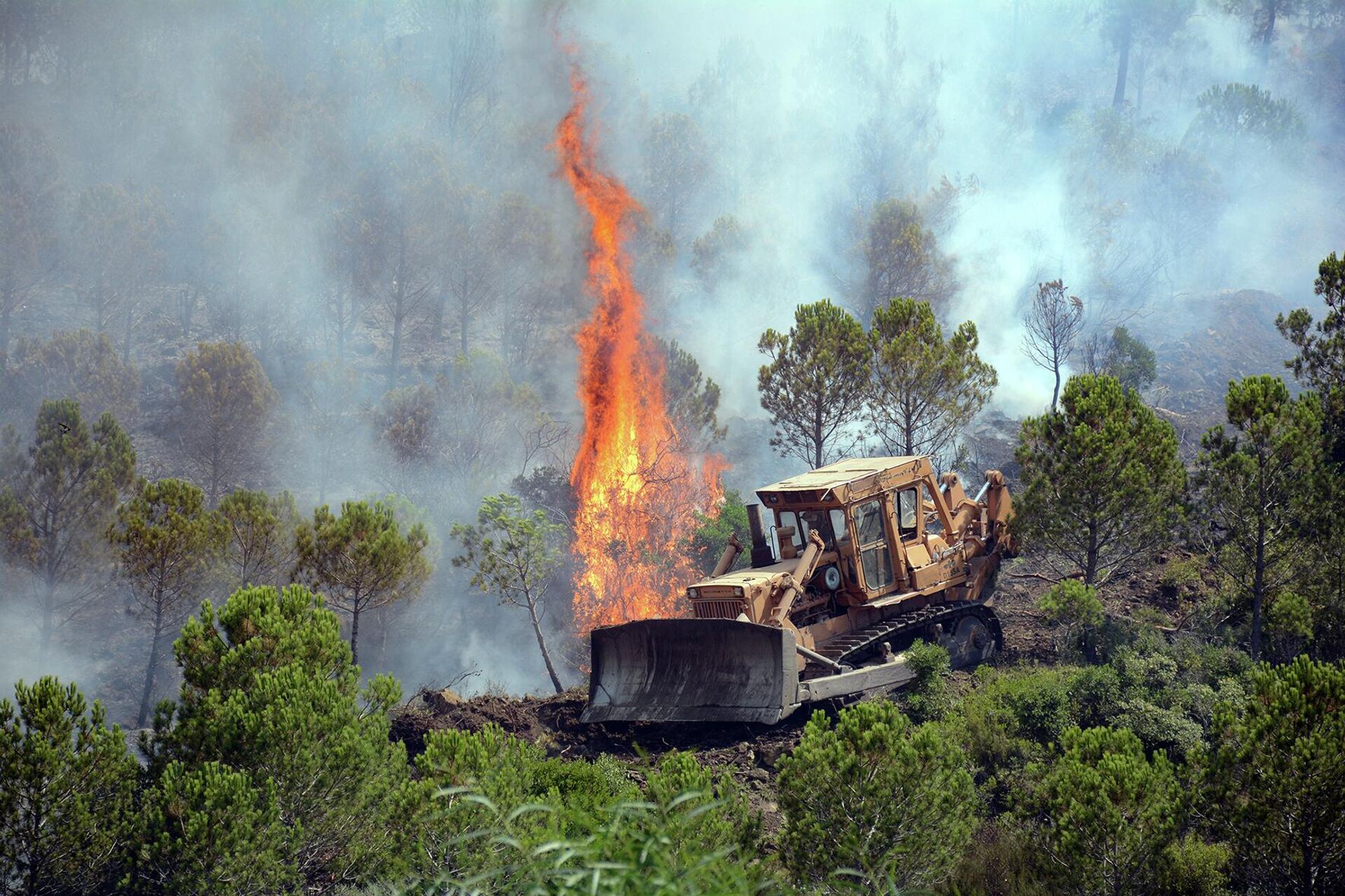 سبوتنيك ترصد فرار الحيوانات البرية من غابات اللاذقية مع استمرار الحرائق لليوم الخامس - سبوتنيك عربي, 1920, 29.07.2023