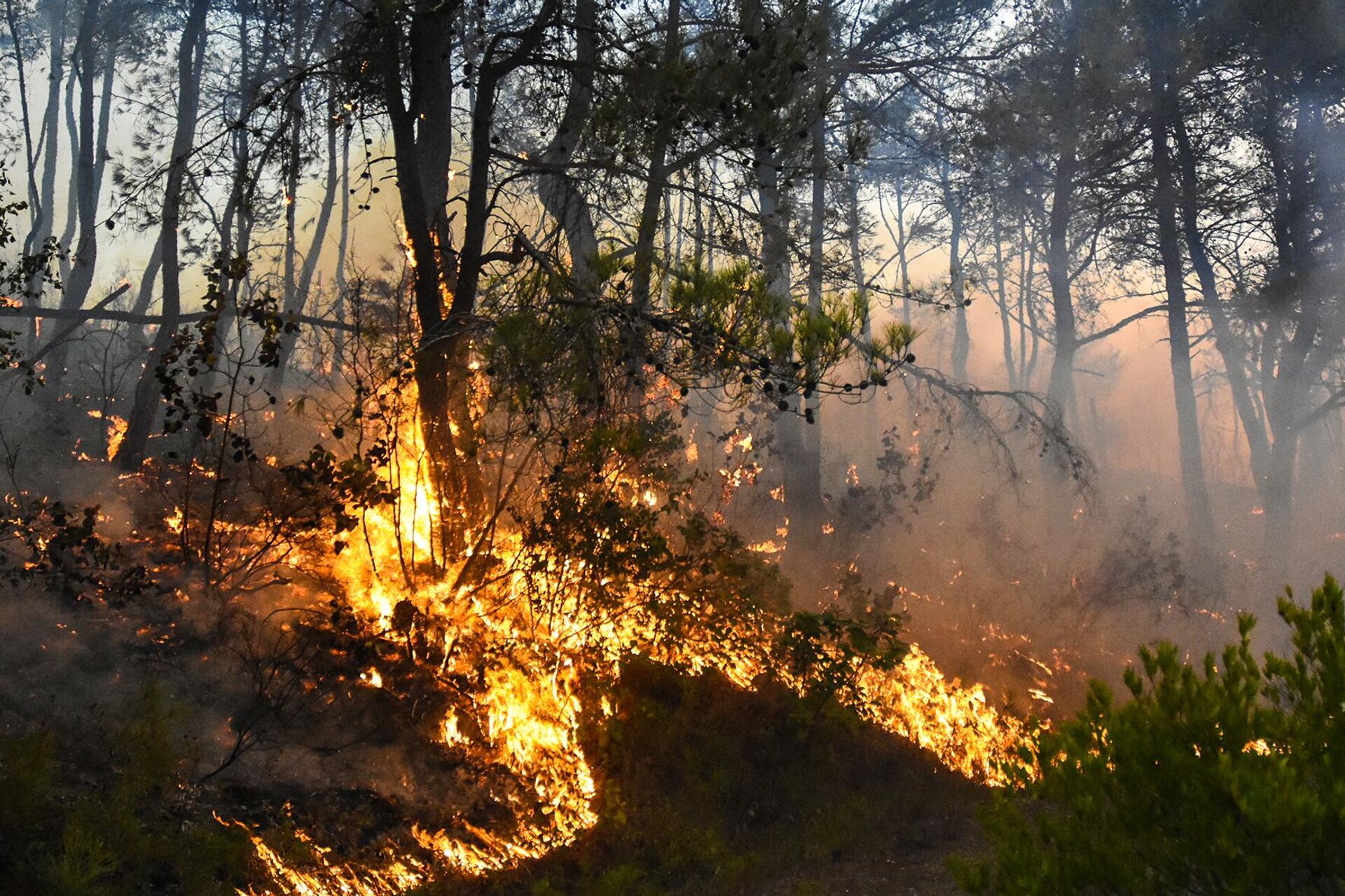 سبوتنيك ترصد فرار الحيوانات البرية من غابات اللاذقية مع استمرار الحرائق لليوم الخامس - سبوتنيك عربي, 1920, 29.07.2023