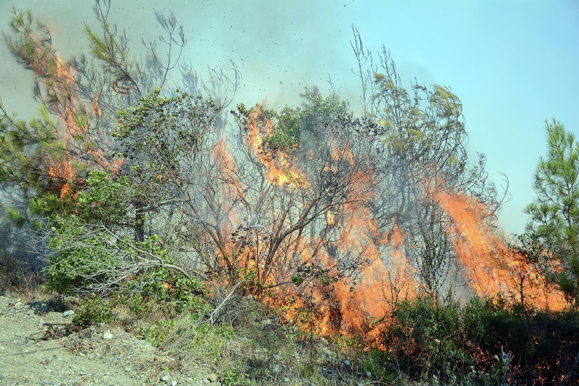 سبوتنيك ترصد فرار الحيوانات البرية من غابات اللاذقية مع استمرار الحرائق لليوم الخامس - سبوتنيك عربي, 1920, 29.07.2023