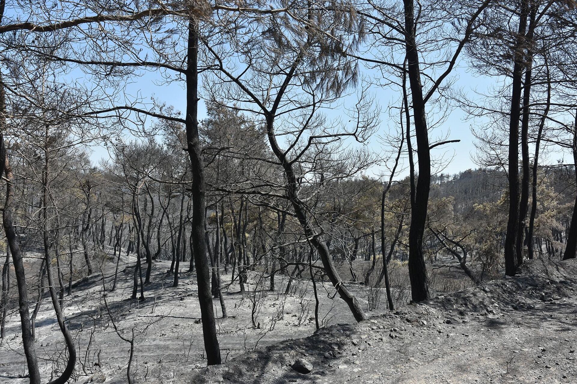 سبوتنيك ترصد فرار الحيوانات البرية من غابات اللاذقية مع استمرار الحرائق لليوم الخامس - سبوتنيك عربي, 1920, 29.07.2023