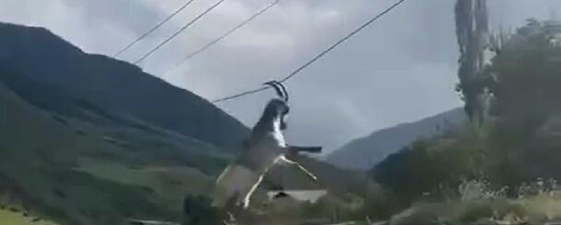 ماعز معلق من قرنيه بأسلاك التوتر العالي - سبوتنيك عربي, 1920, 31.07.2023