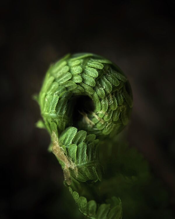 صورة بعنوان"عجلة العجائب" في أوهايو، للمصور الأمريكي سكوت غالواي (بواسطة iPhone 12 Pro Max)، الفائز بالمركز الأول في فئة "الطبيعة" في مسابقة جوائز آيفون للتصوير لعام 2023 - سبوتنيك عربي