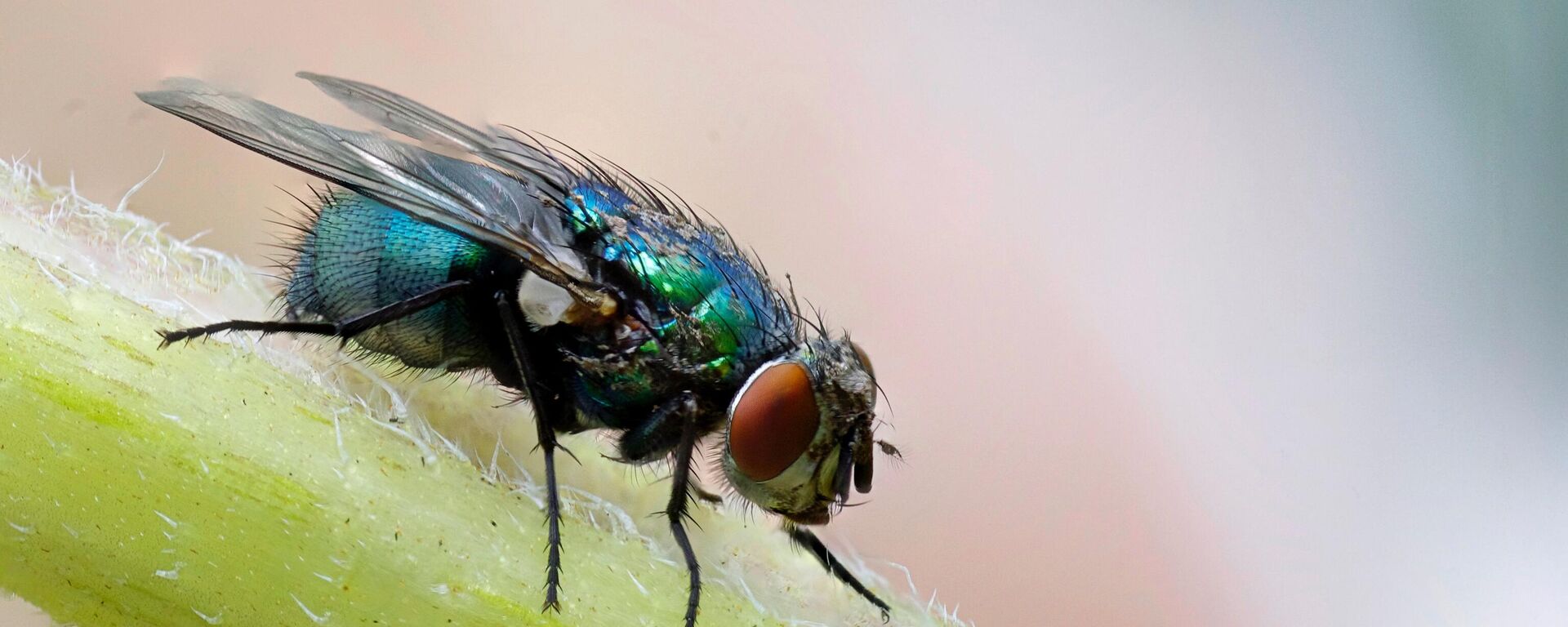 ذبابة - سبوتنيك عربي, 1920, 08.07.2025