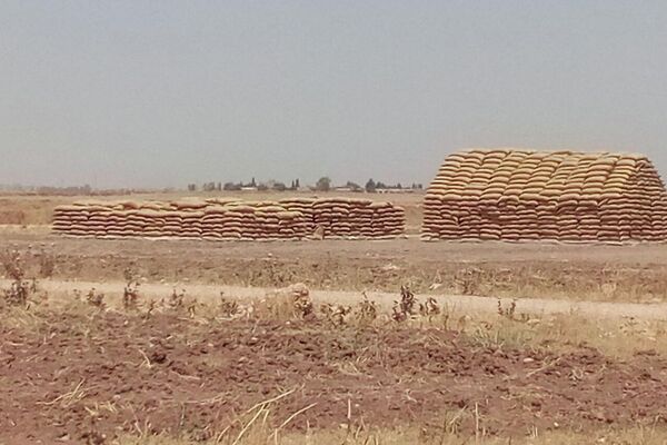 شركات روسية تتقدم لمناقصة استبدال قمح سوري قاسي بقمح خبزي - سبوتنيك عربي