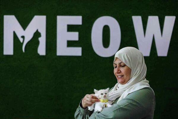 أول مقهى قطط في قطاع غزة - سبوتنيك عربي
