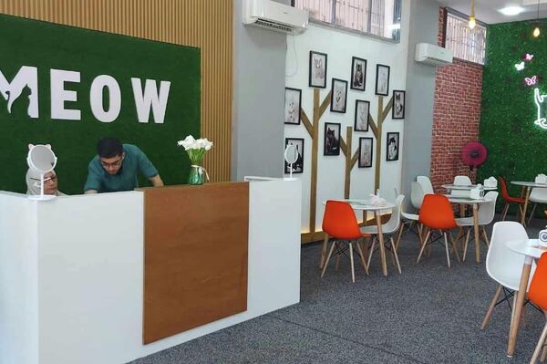 أول مقهى قطط في قطاع غزة - سبوتنيك عربي