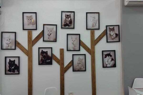 أول مقهى قطط في قطاع غزة - سبوتنيك عربي