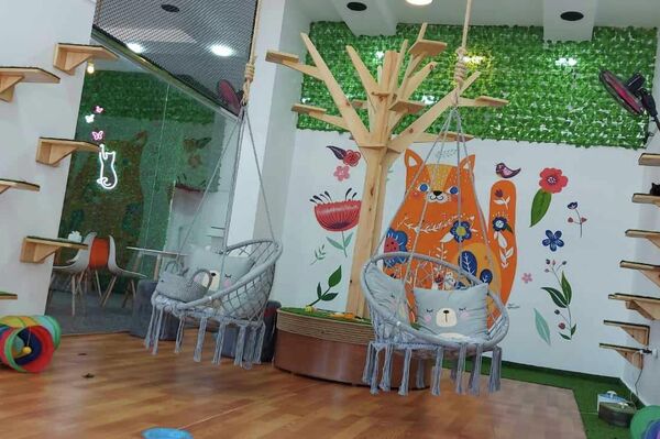 أول مقهى قطط في قطاع غزة - سبوتنيك عربي