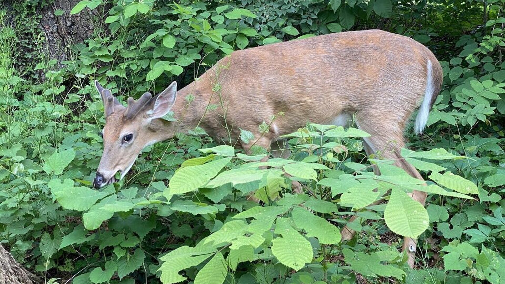 غزالة ذات الذيل ‏الأبيض - سبوتنيك عربي, 1920, 09.09.2023
