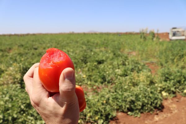 &quot;البندورة الحورانية&quot;.. شهرة إقليمية ينغصها منعكسات الحرب والحصار الاقتصادي - سبوتنيك عربي