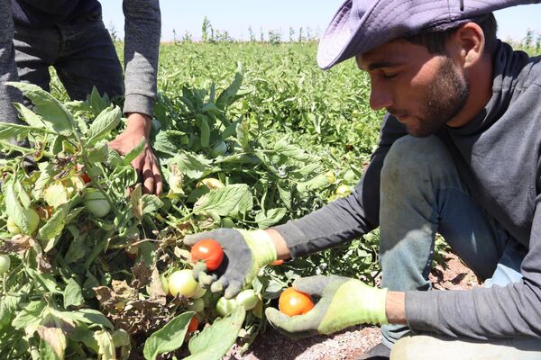 &quot;البندورة الحورانية&quot;.. شهرة إقليمية ينغصها منعكسات الحرب والحصار الاقتصادي - سبوتنيك عربي