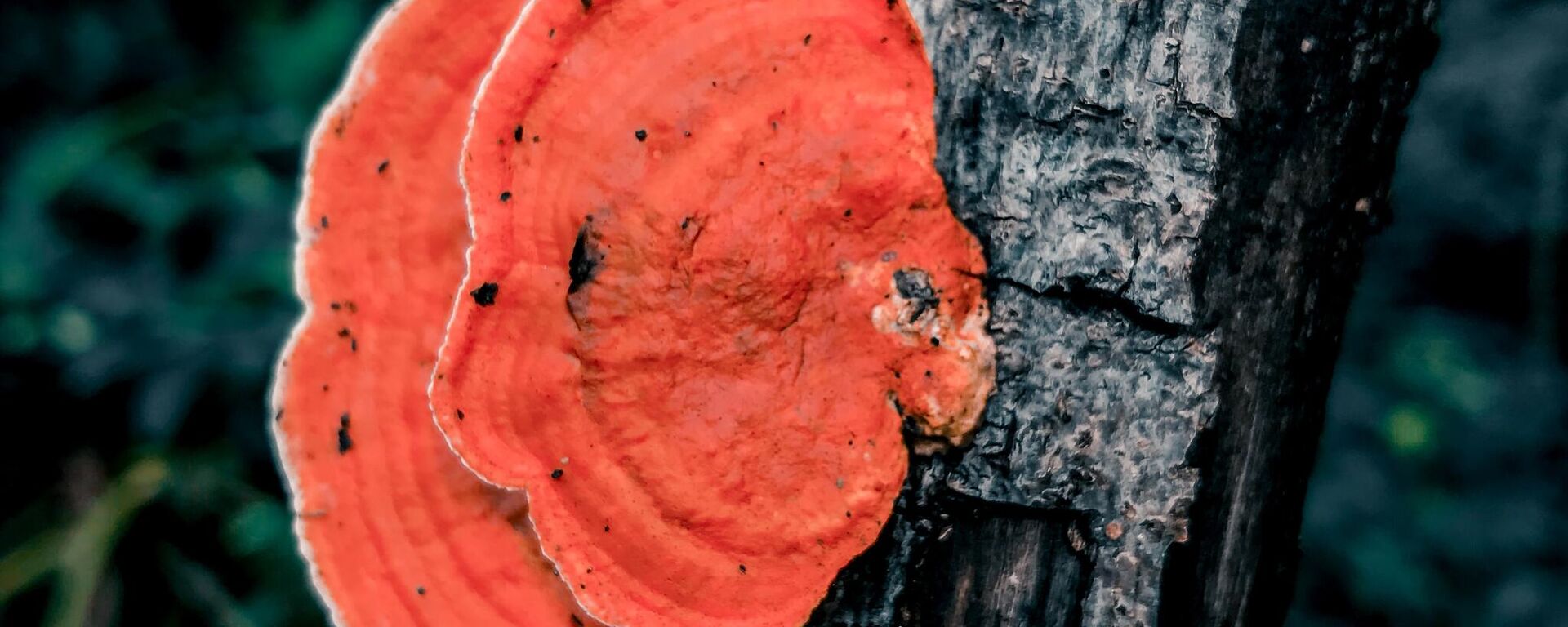 فطريات تصيب النباتات  - سبوتنيك عربي, 1920, 24.05.2025