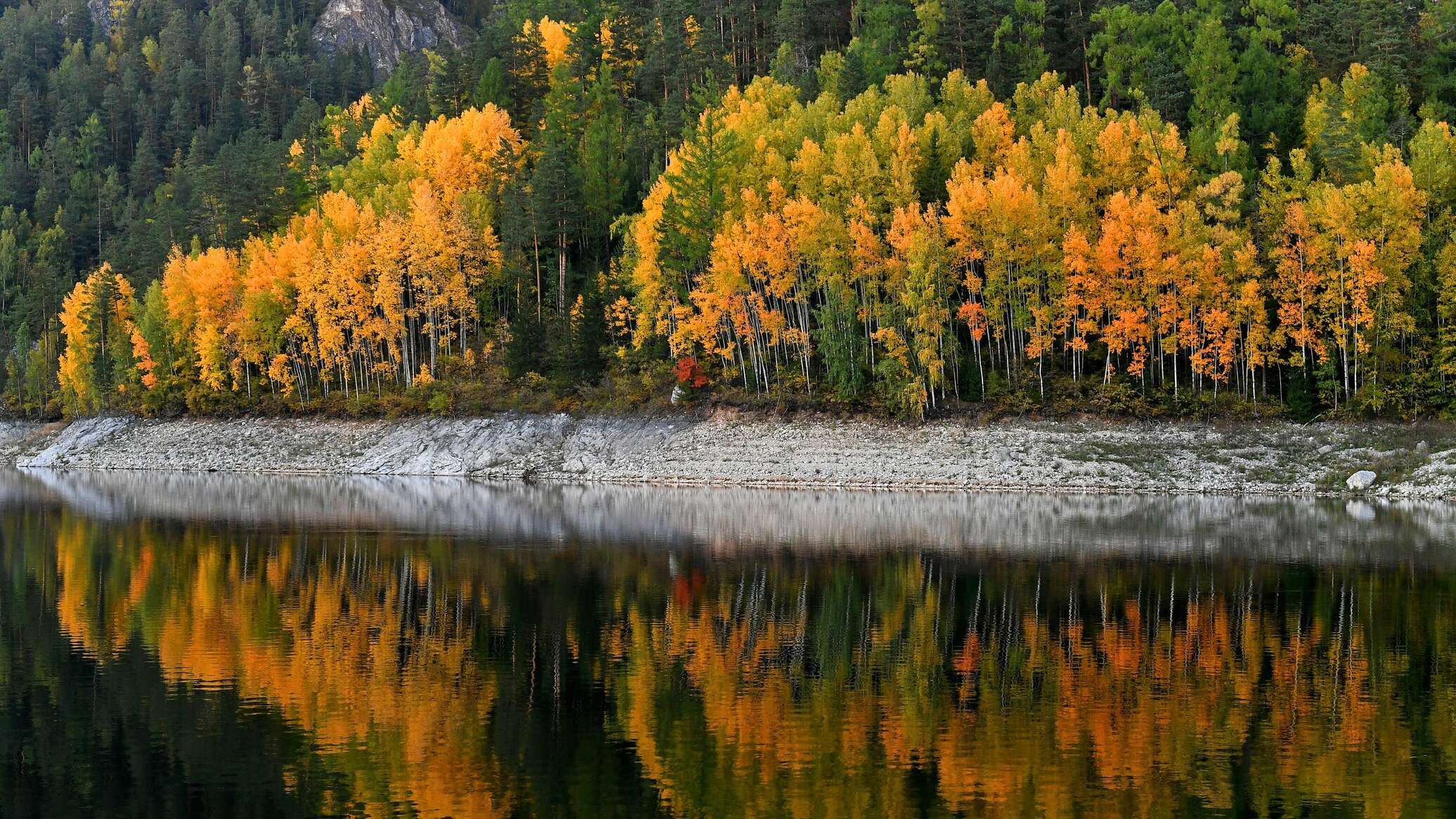 باحثون روس يطورون تقنية جديدة لتنقية المياه باستخدام بذور الأشجار