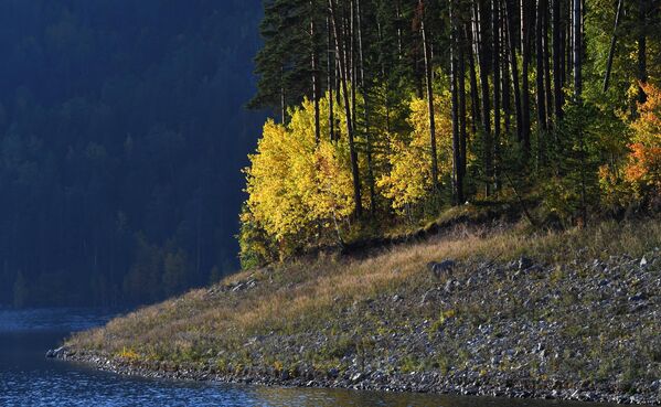 أشجار التايغا بألوان الخريف في منطقة خليج كوزيريفسكي الواقع على نهر ينيسي، في إقليم كراسنويارسك الروسي. - سبوتنيك عربي