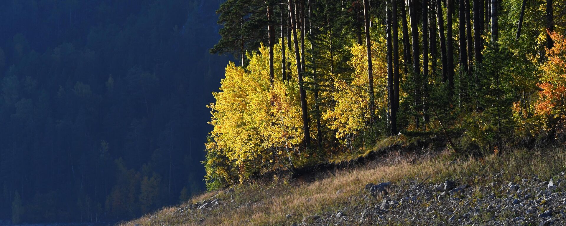 أشجار التايغا بألوان الخريف في منطقة خليج كوزيريفسكي الواقع على نهر ينيسي، في إقليم كراسنويارسك الروسي. - سبوتنيك عربي, 1920, 01.01.2025
