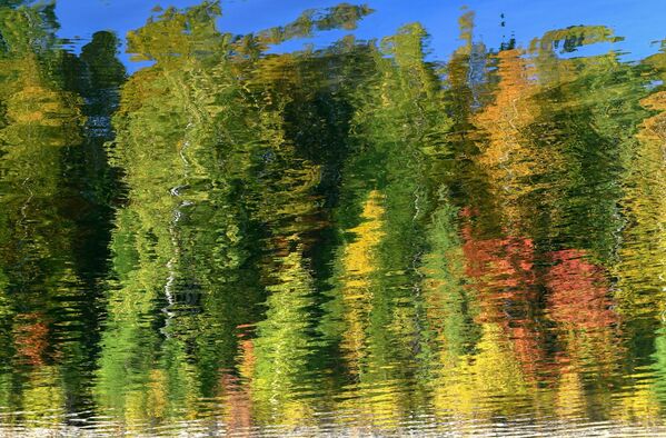 أشجار التايغا بألوان الخريف تنعكس على مياه خليج كوزيريفسكي الواقع على نهر ينيسي، في إقليم كراسنويارسك الروسي. - سبوتنيك عربي