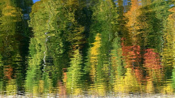 أشجار التايغا بألوان الخريف تنعكس في مياه خليج كوزيريفسكي الواقع على نهر ينيسي، في إقليم كراسنويارسك الروسي. - سبوتنيك عربي