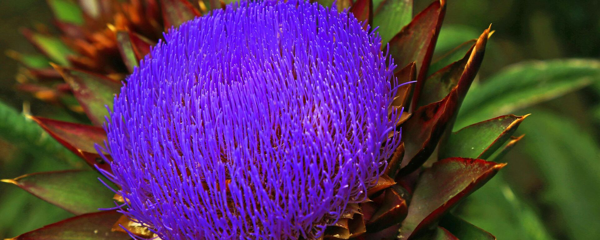 زهرة نبات الخرشوف قبل نضجها زهرة نبات الخرشوف قبل نضجها - سبوتنيك عربي, 1920, 30.09.2023