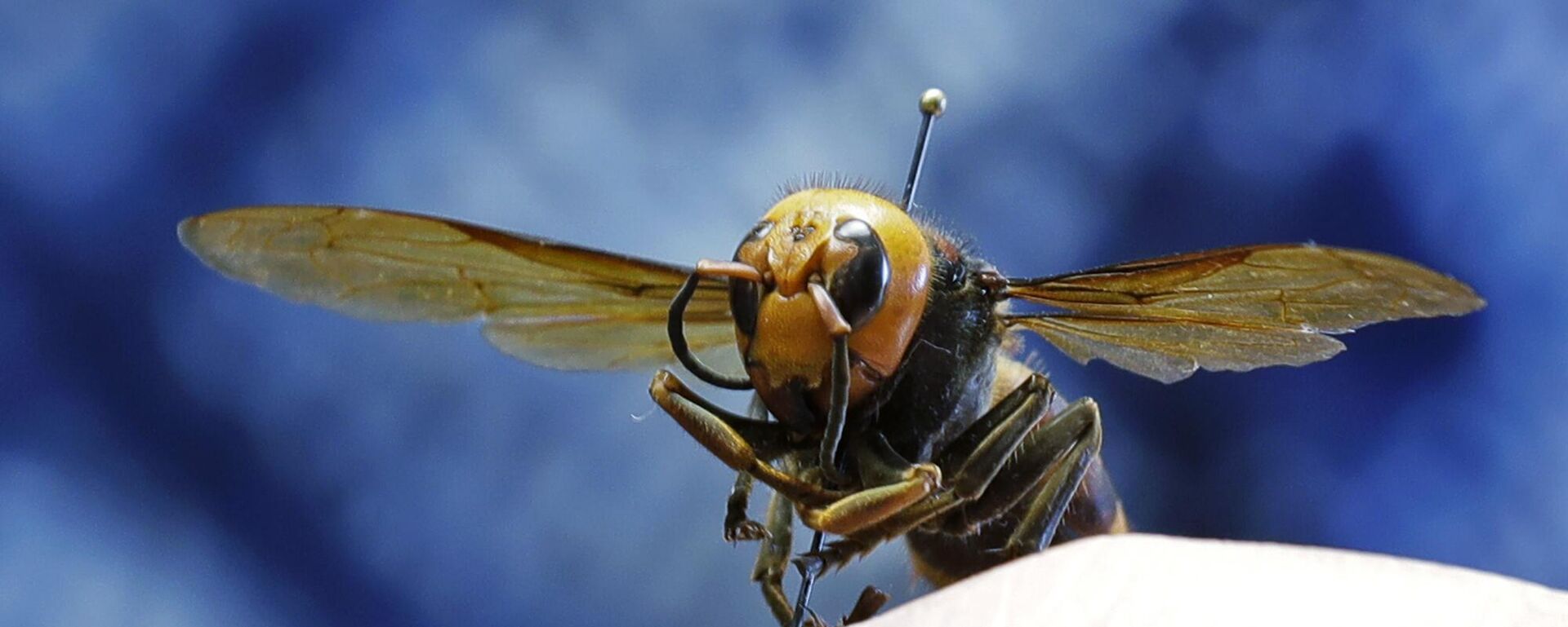 دبور دبور - سبوتنيك عربي, 1920, 20.12.2024