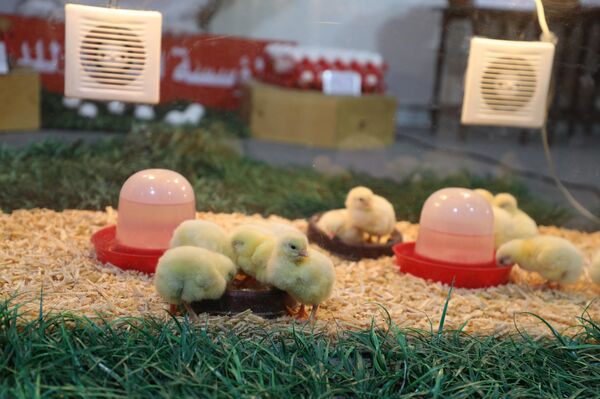 وزير الزراعة السوري لـسبوتنيك: تأمين احتياجات قطاعنا الزراعي من التقنيات الروسية
 - سبوتنيك عربي