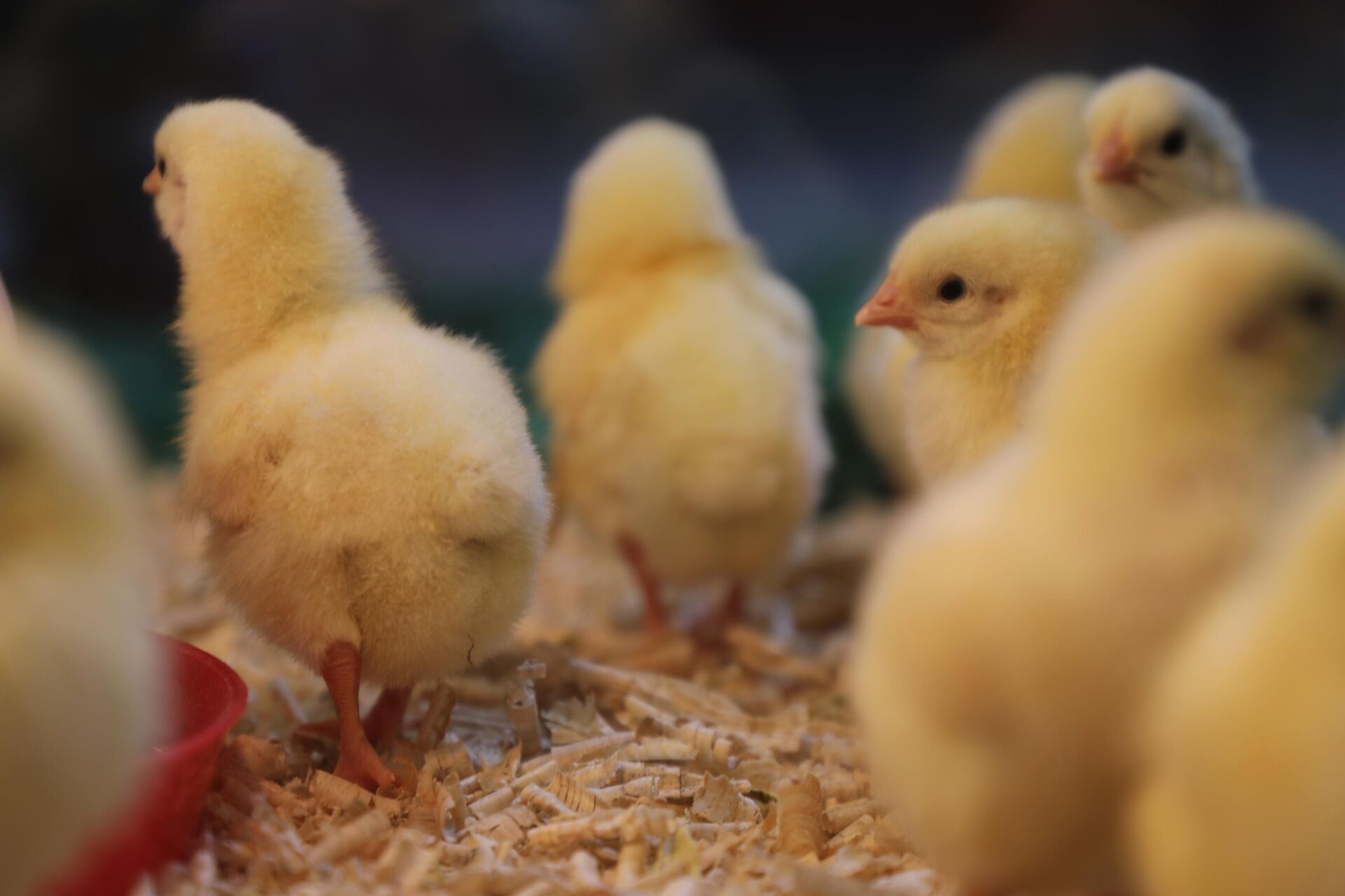 وزير الزراعة السوري لـسبوتنيك: تأمين احتياجات قطاعنا الزراعي من التقنيات الروسية
 - سبوتنيك عربي, 1920, 24.10.2023