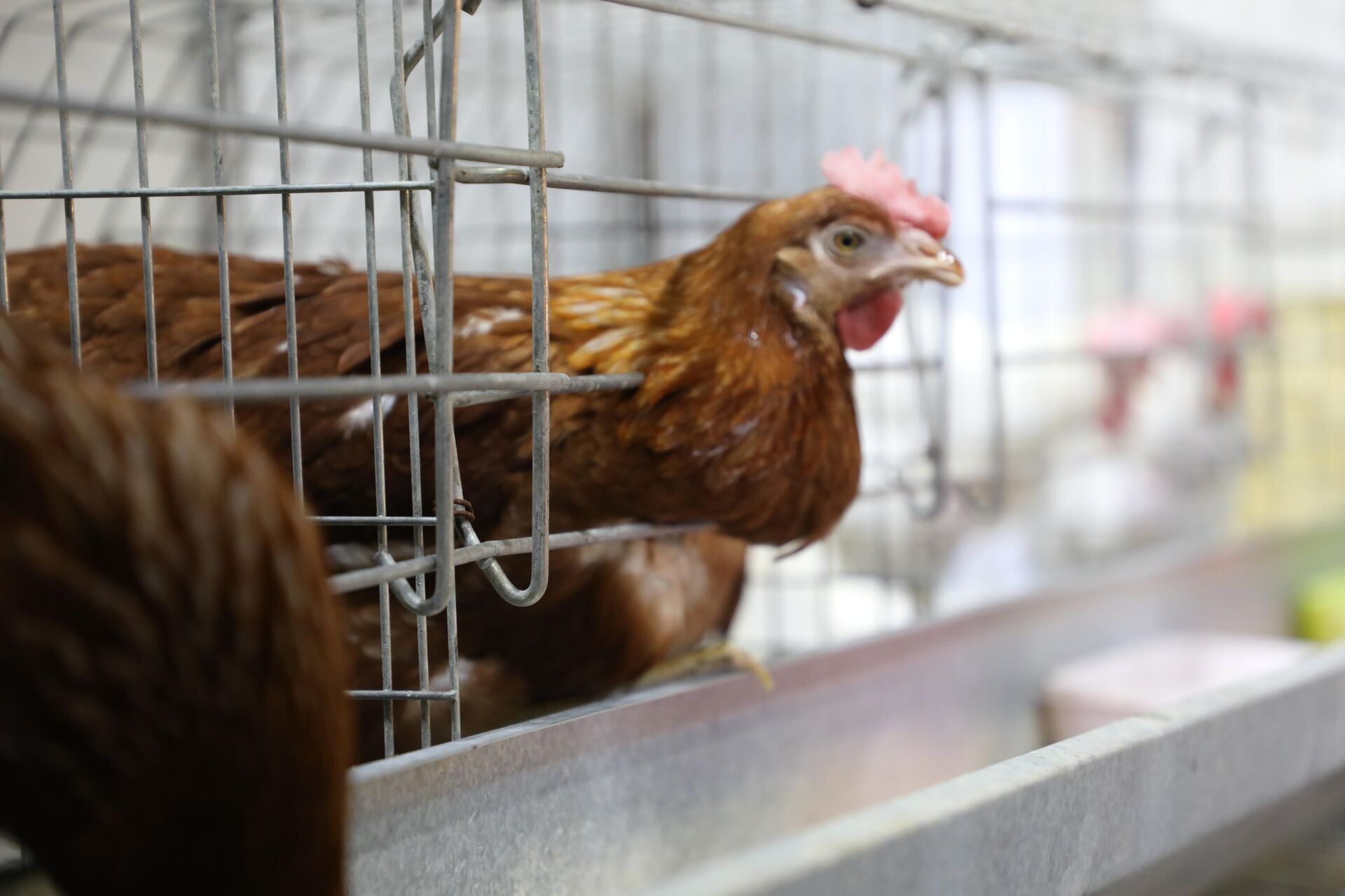 وزير الزراعة السوري لـسبوتنيك: تأمين احتياجات قطاعنا الزراعي من التقنيات الروسية
 - سبوتنيك عربي, 1920, 24.10.2023