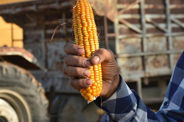 دمار &quot;المجففات&quot; يدفع مزارعي الذرة لنثر محاصيلهم على إسفلت أوتوستراد حلب-الرقة - سبوتنيك عربي