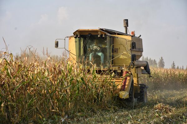 دمار &quot;المجففات&quot; يدفع مزارعي الذرة لنثر محاصيلهم على إسفلت أوتوستراد حلب-الرقة - سبوتنيك عربي