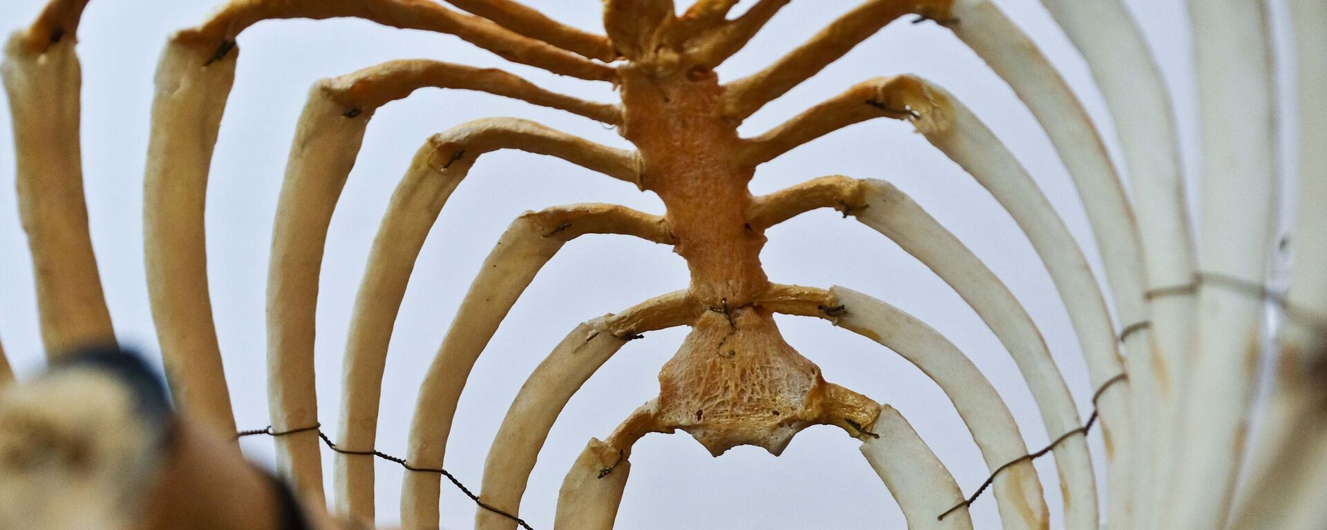 العظام - سبوتنيك عربي, 1920, 11.11.2023