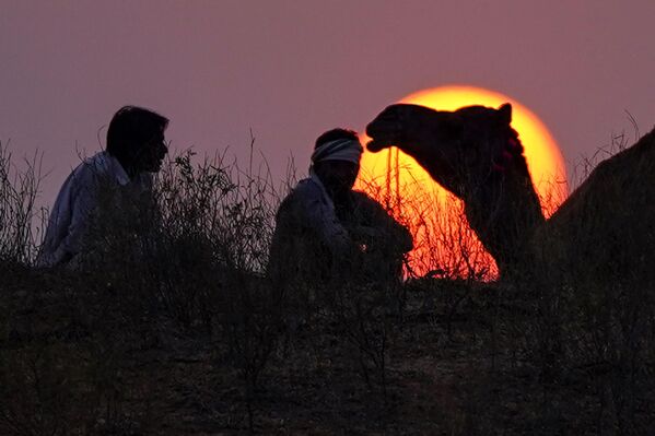 يجلس رعاة الإبل عند غروب الشمس في موقع تخييم بالقرب من جمالهم خلال معرض الجمال السنوي في بوشكار بولاية راجستان الصحراوية في الهند، 15 نوفمبر 2023. - سبوتنيك عربي