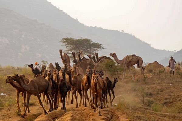 راعي جمل يمشي مع جماله قبل معرض الجمال السنوي في بوشكار في ولاية راجستان الصحراوية بالهند في 15 نوفمبر 2023. - سبوتنيك عربي