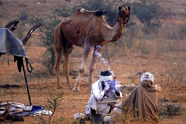رعاة الإبل يستريحون بجانب جمل عشية معرض الجمال السنوي في بوشكار في ولاية راجستان الصحراوية في الهند، 19 نوفمبر 2023. - سبوتنيك عربي