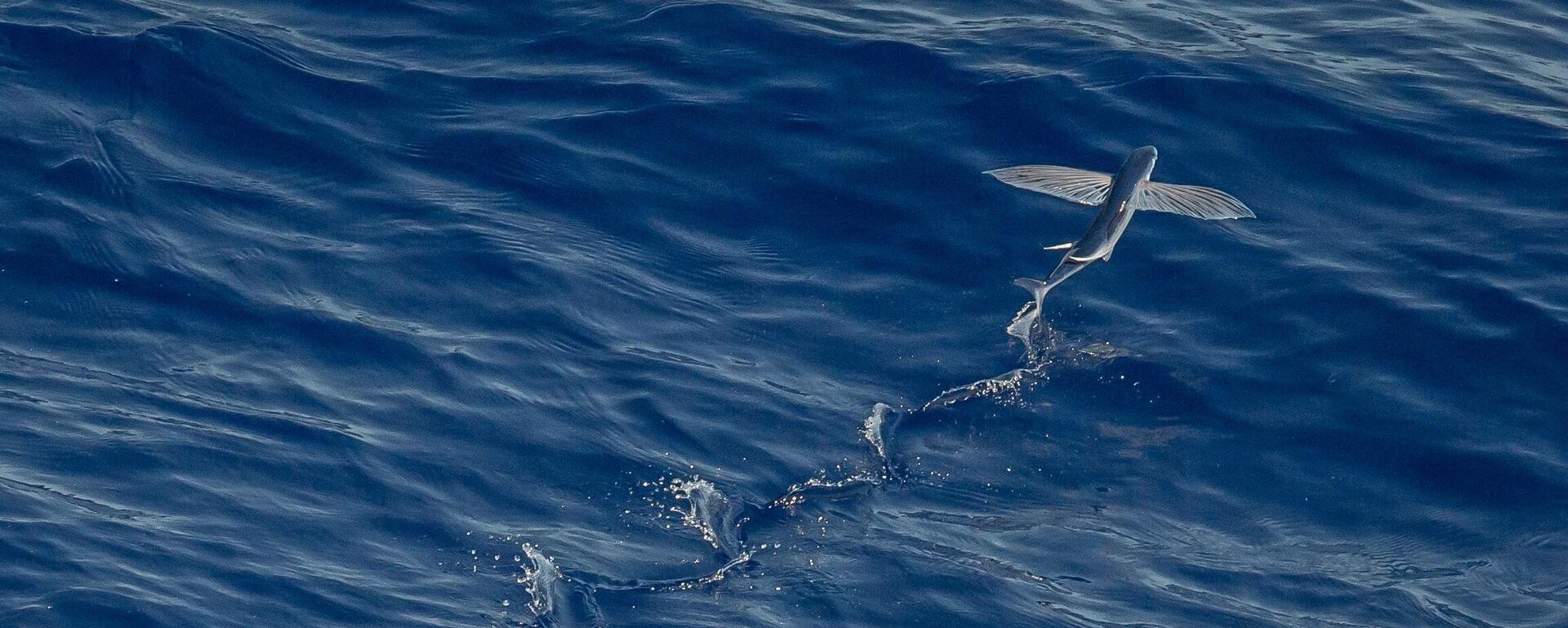 السمك الطائر يستخدم جوانحه للهروب من الأسماك المفترسة - سبوتنيك عربي, 1920, 27.11.2023